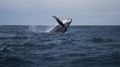 UNESCO World Heritage Centre - #MyOceanPledge